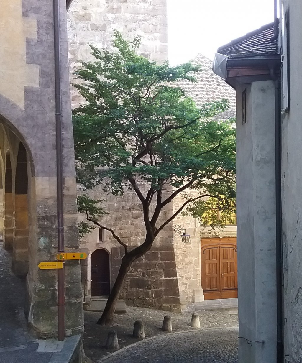 arbre urbain ville valais chablais riviera lavaux